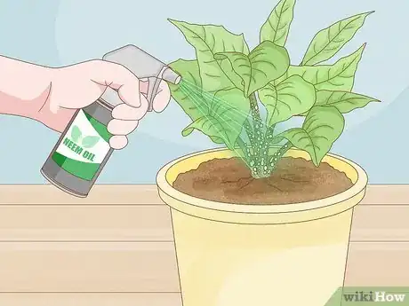 Immagine titolata Control Scale Insects on Indoor Plants Step 5