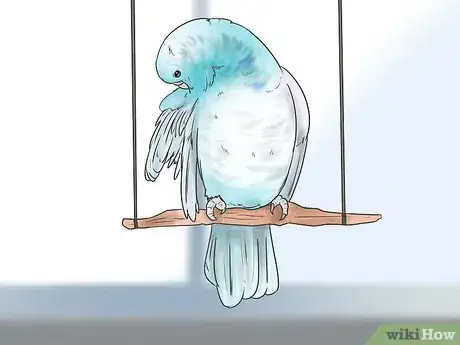 Immagine titolata Give Your Budgie a Bath Step 6