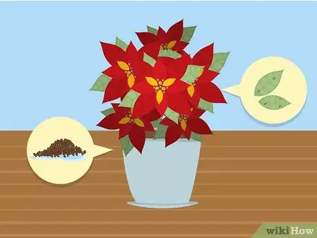 Immagine titolata Care for Poinsettias Step 3