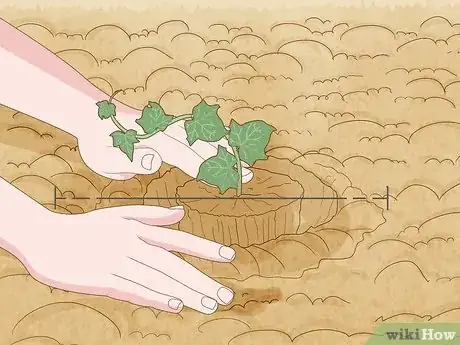 Immagine titolata Plant English Ivy Step 7