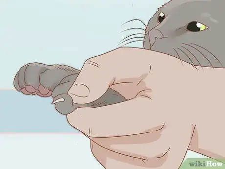 Immagine titolata Trim Your Cat's Nails Step 9