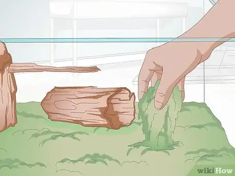 Immagine titolata Care for Salamanders Step 6