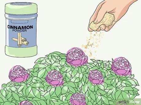 Immagine titolata Keep Ants off Peonies Step 9