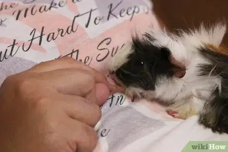 Immagine titolata Play with a Guinea Pig Step 1