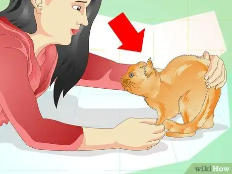 Immagine titolata Prevent a Cat from Spraying Step 2