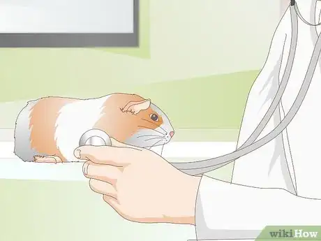 Immagine titolata Treat Respiratory Problems in Guinea Pigs Step 4