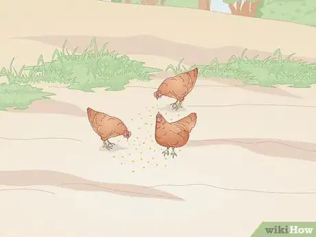 Immagine titolata Catch a Chicken Step 4