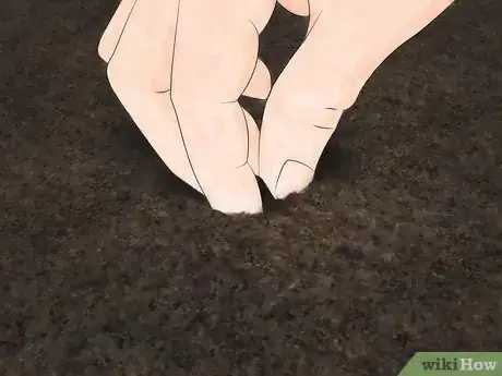 Immagine titolata Germinate Maple Tree Seeds Step 15