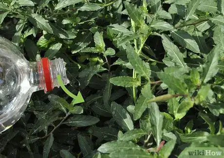 Immagine titolata Grow Evening Primrose Step 5