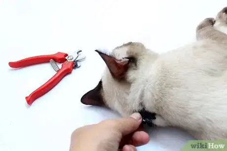 Immagine titolata Hold a Cat by the Scruff Step 12