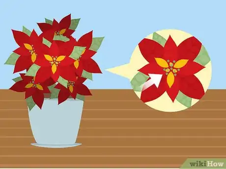 Immagine titolata Care for Poinsettias Step 4