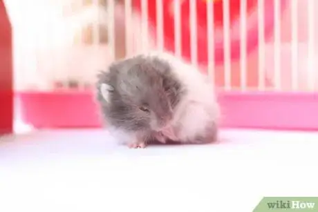 Immagine titolata Treat Your Sick Hamster Step 1Bullet3