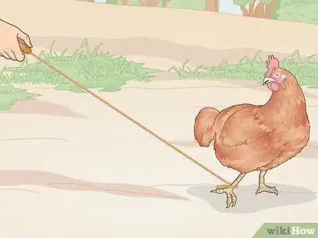 Immagine titolata Catch a Chicken Step 7
