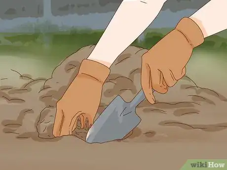 Immagine titolata Get Peonies to Bloom Step 8