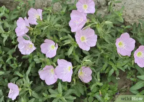 Immagine titolata Grow Evening Primrose Step 6