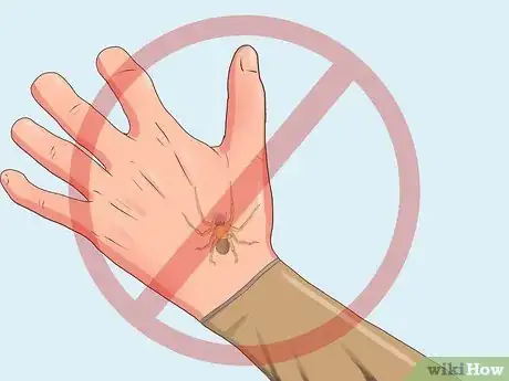 Immagine titolata Get Spiders Out of Your House Without Killing Them Step 9