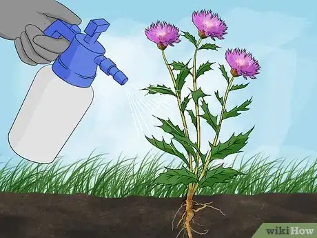 Immagine titolata Get Rid of Thistles Step 4