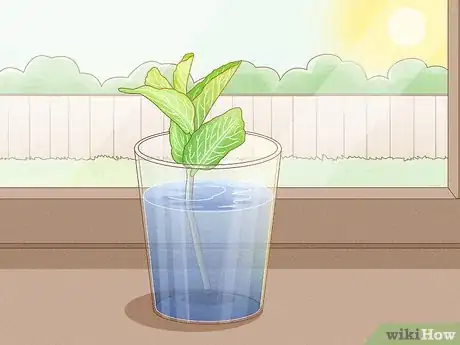 Immagine titolata Grow Mint in a Pot Step 9