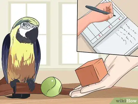 Immagine titolata Teach Your Bird to Talk Step 3