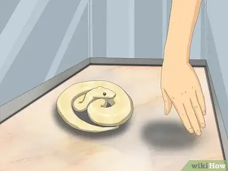 Immagine titolata Hold a Snake Step 2