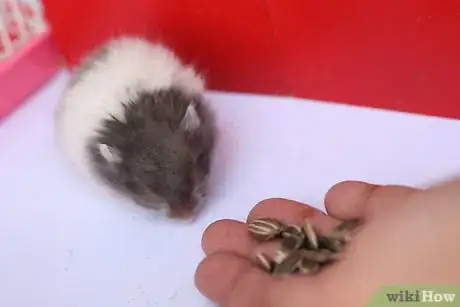Immagine titolata Treat Your Sick Hamster Step 1Bullet2