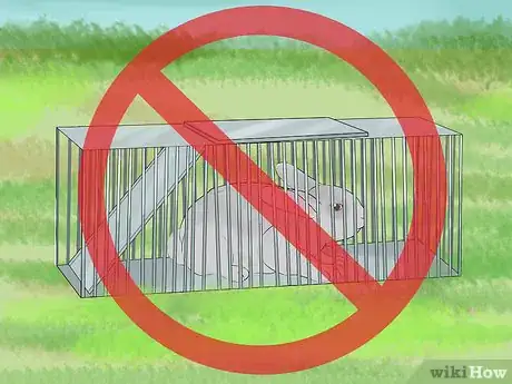 Immagine titolata Catch a Pet Rabbit Step 21