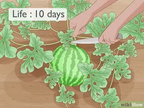 Immagine titolata Grow Watermelons Step 11