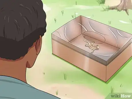 Immagine titolata Catch a Lizard Without Using Your Hands Step 10