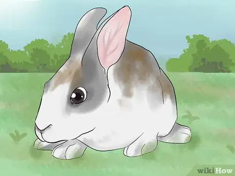 Immagine titolata Catch a Pet Rabbit Step 24