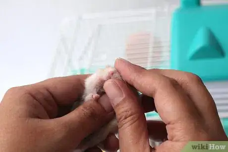 Immagine titolata Treat Your Sick Hamster Step 1Bullet7