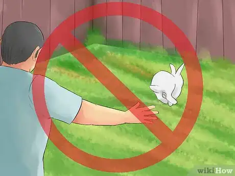 Immagine titolata Catch a Pet Rabbit Step 20