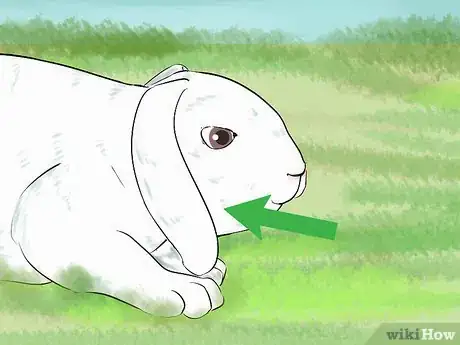 Immagine titolata Catch a Pet Rabbit Step 22