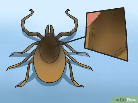 Immagine titolata Identify a Deer Tick Step 4