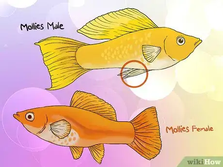 Immagine titolata Tell if Your Fish Is Having Babies Step 2