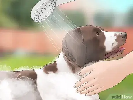 Immagine titolata Keep Flies Off Dogs Step 1