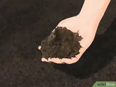 Immagine titolata Germinate Maple Tree Seeds Step 16