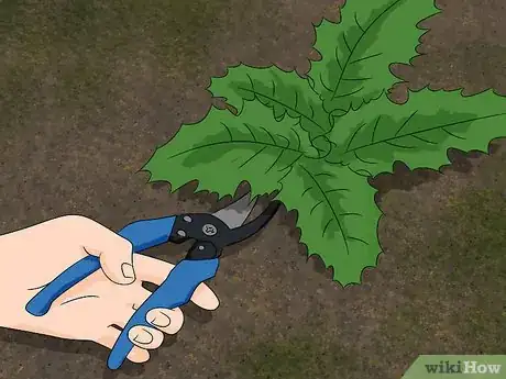 Immagine titolata Get Rid of Thistles Step 1