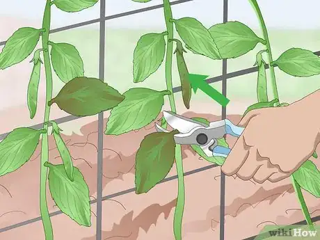 Immagine titolata Grow Sugar Snap Peas Step 12