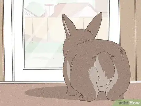 Immagine titolata Care for Rex Rabbits Step 7