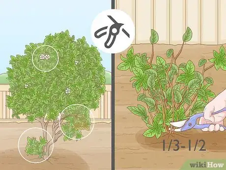 Immagine titolata Grow Blueberries Step 14