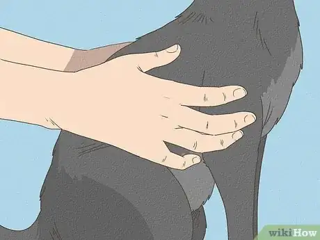 Immagine titolata Know Your Cat's Age Step 5