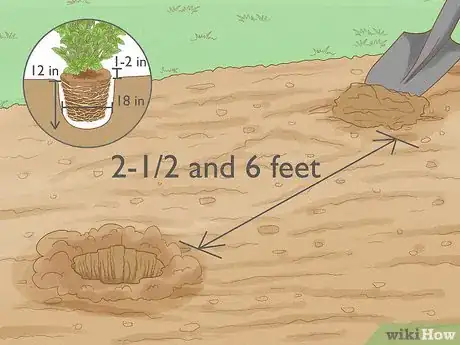 Immagine titolata Grow Blueberries Step 10