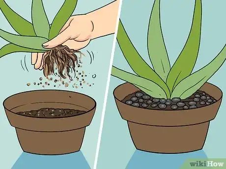 Immagine titolata Revive a Dying Aloe Vera Plant Step 5