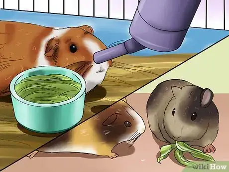 Immagine titolata Know if a Pet Guinea Pig Is Ill Step 4