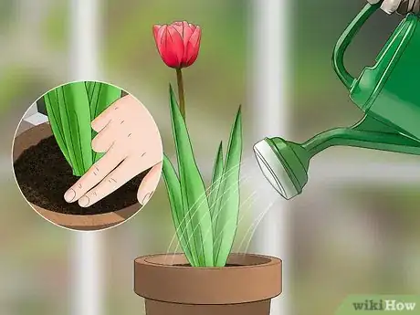 Immagine titolata Grow Tulips in Pots Step 11