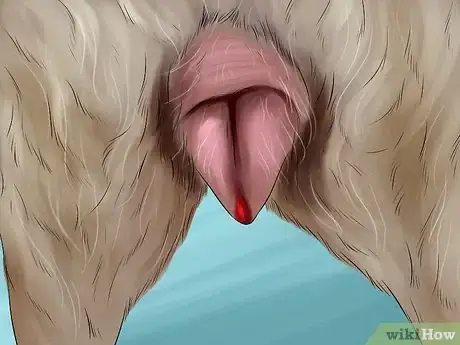 Immagine titolata Know if Your Female Dog Is Ready to Breed Step 1