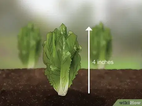 Immagine titolata Harvest Romaine Lettuce Step 10