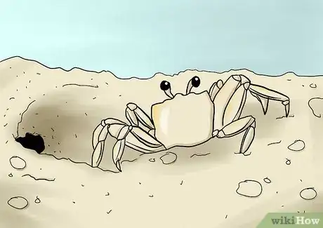 Immagine titolata Feed Sand Crabs Step 3