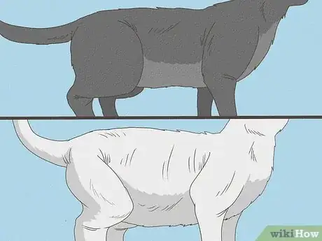 Immagine titolata Know Your Cat's Age Step 6