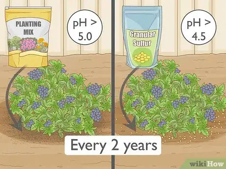 Immagine titolata Grow Blueberries Step 16